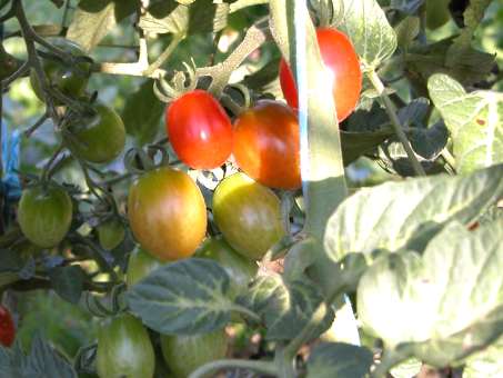 Eiertomate