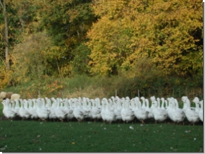 Gaense-Brust mit Knochen <br>ca. 1,2 kg (1kg=29,95 Euro)