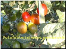 300g Eiertomaten