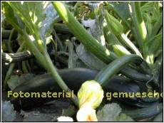 Zucchini gruen 250g (1kg=5,00Euro)