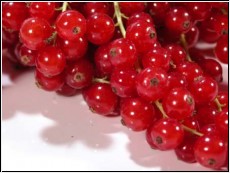 rote Johannisbeeren 500g (1kg=13 Euro)