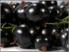 schwarze Johannisbeeren 500g (1kg=13Euro)