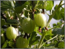 500g grne Stachelbeeren (1kg= 13 Euro)