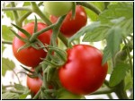 500g Tomaten -Harzfeuer- (1kg=5,50 Euro)