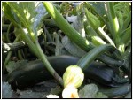Zucchini gruen 250g (1kg=5,00Euro)