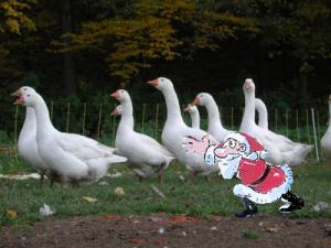 Der Weihnachstmann fängt die Gänse auf dem Gemüsehof Serka